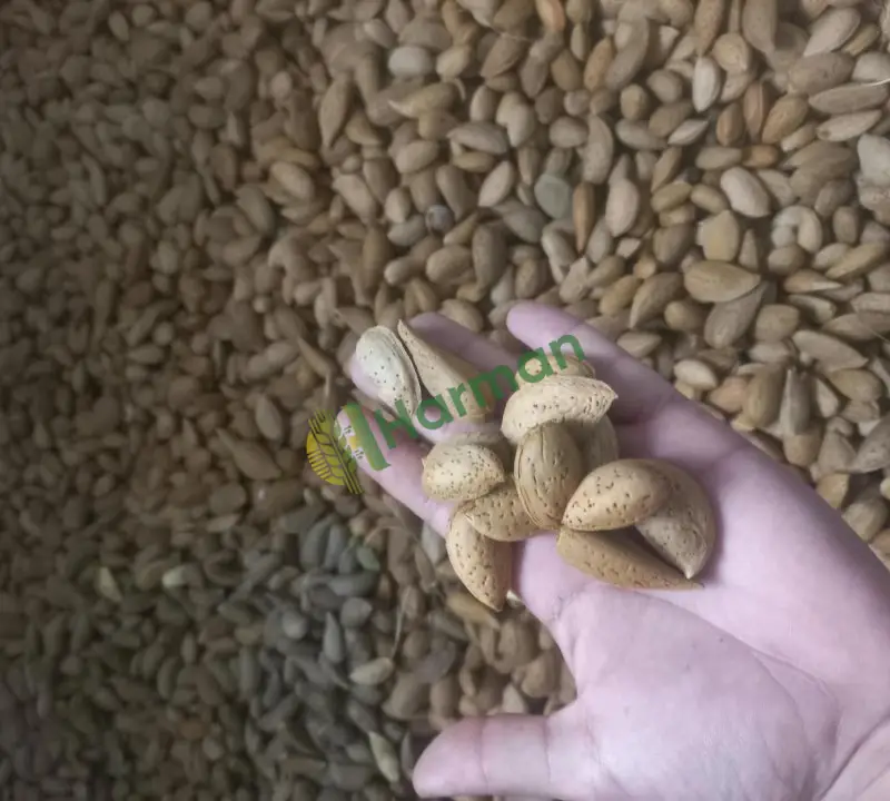 Satılık taze iyi kurutulmuş iri ve dolgun kabuklu badem