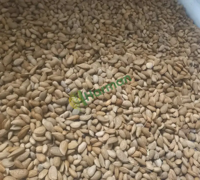 Satılık taze iyi kurutulmuş iri ve dolgun kabuklu badem