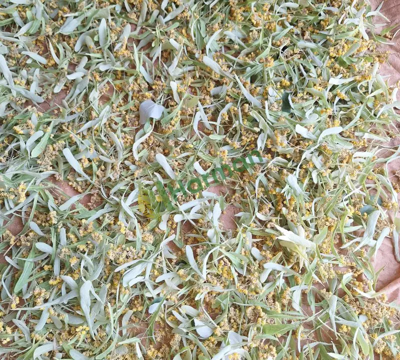 Satılık taze kurutulmuş iri yapraklı ıhlamur