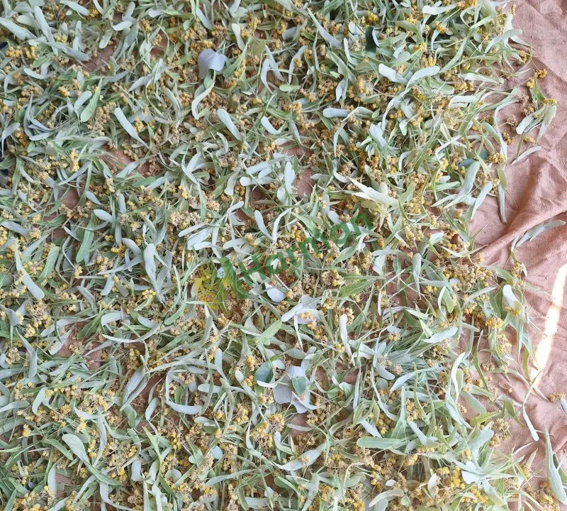 Satılık taze kurutulmuş iri yapraklı ıhlamur