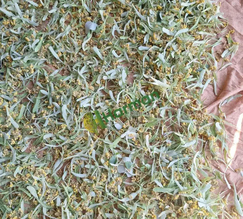 Satılık taze kurutulmuş iri yapraklı ıhlamur