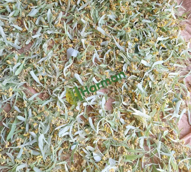 Satılık taze kurutulmuş iri yapraklı ıhlamur
