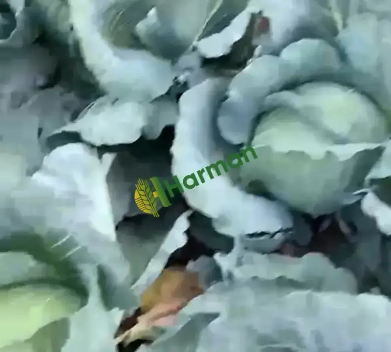 Satılık taze lahana