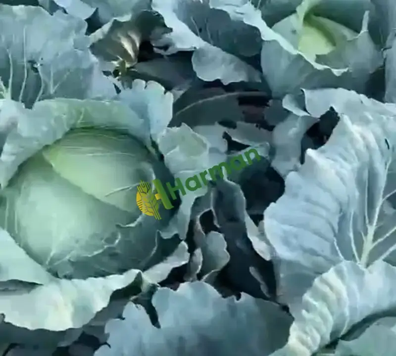 Satılık taze lahana