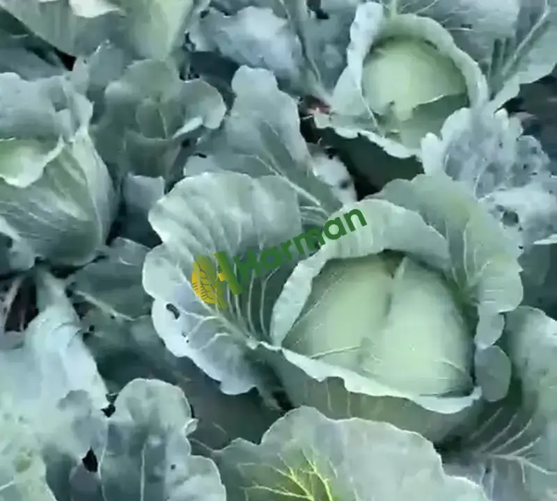 Satılık taze lahana