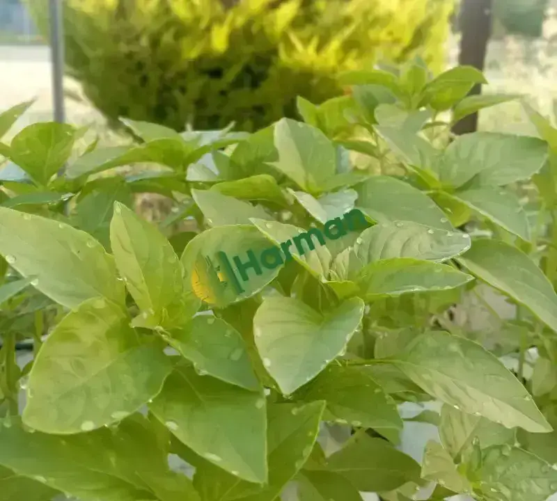 Satılık taze ve kurutulmuş sebzeler