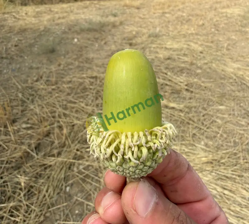 Satılık taze yaş kuru meşe palamudu