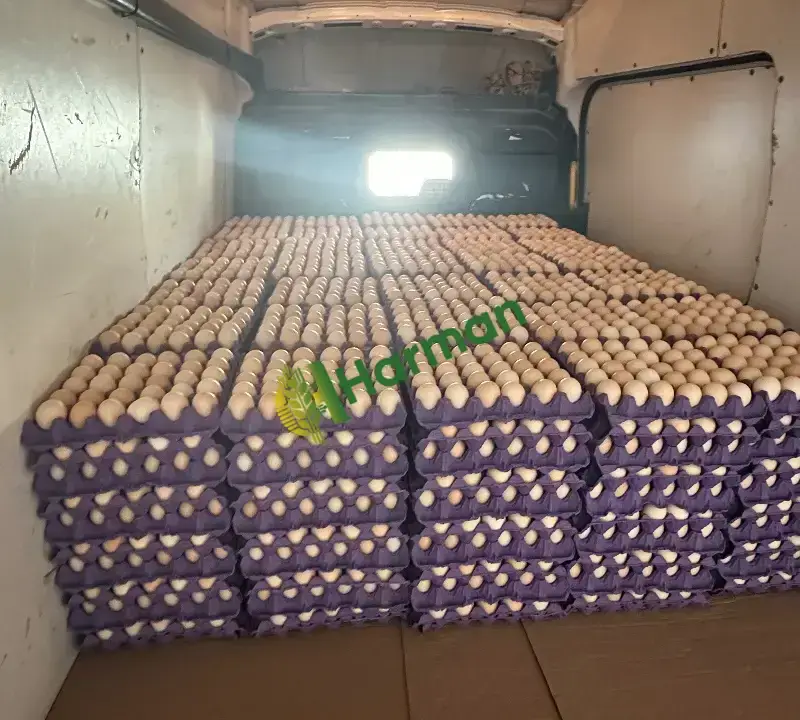 Satılık Taze Yumurta Aksaray
