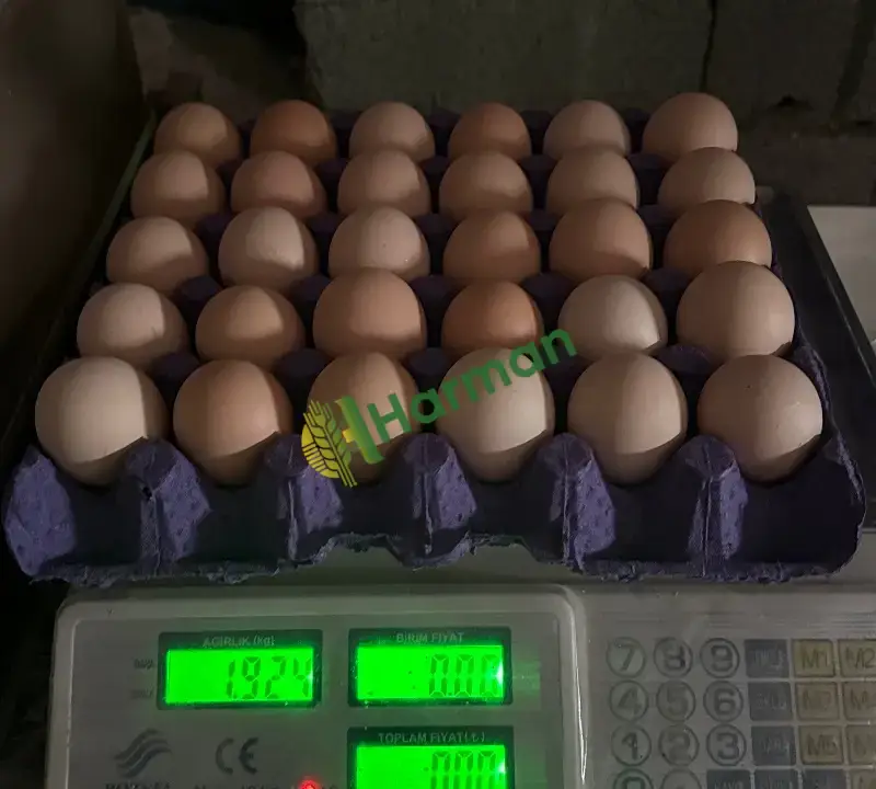 Satılık Taze Yumurta Aksaray