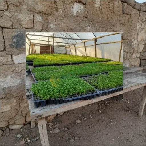 Burdur Ağlasun'da tere fidesi elimde var