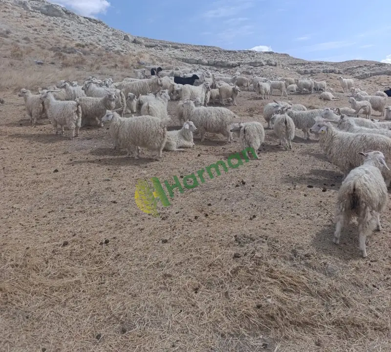 Satılık Tiftik ve Kıl keçisi