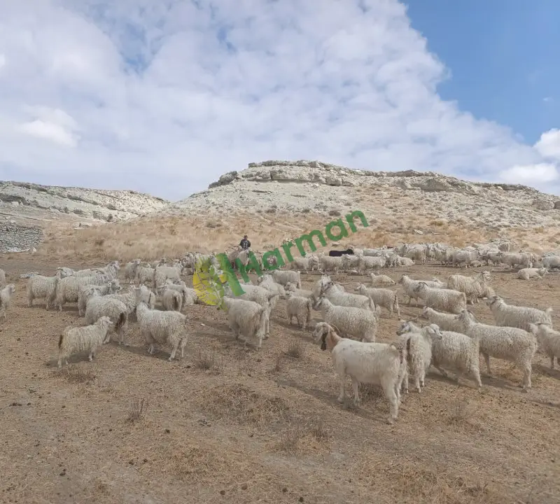 Satılık Tiftik ve Kıl keçisi