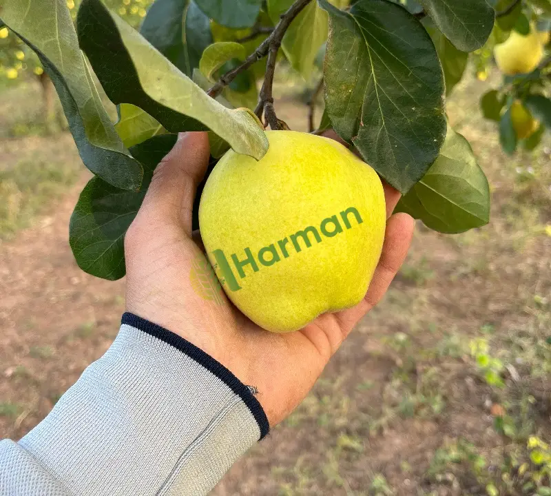Satılık Toplanmış pazarlık Ayva