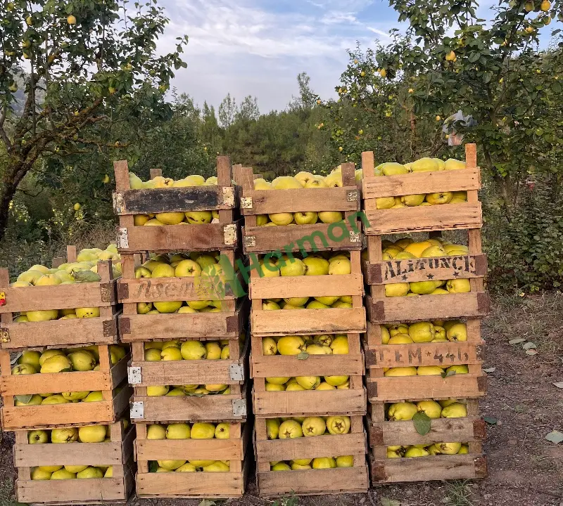 Satılık Toplanmış pazarlık Ayva