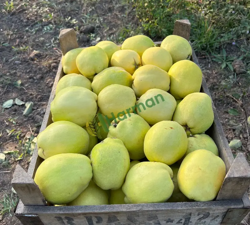 Satılık Toplanmış pazarlık Ayva