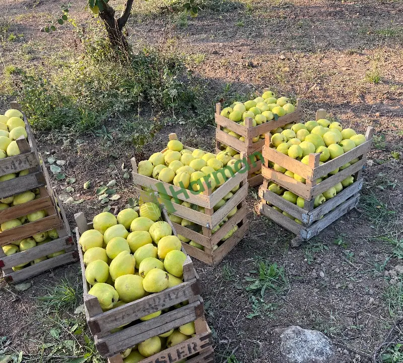 Satılık Toplanmış pazarlık Ayva