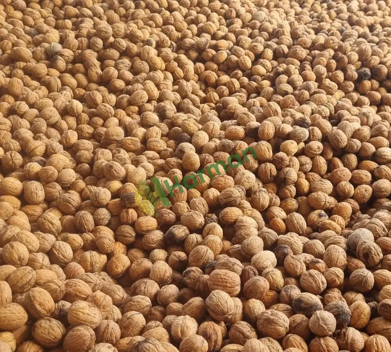 Satılık toptan chandler ceviz yeni mahsul