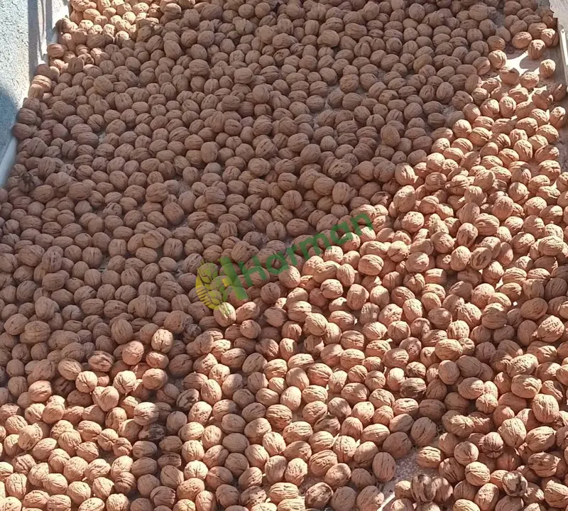 Satılık Toptan Yeni Mahsül Jumbo Boy Cetnır Ceviz - 2
