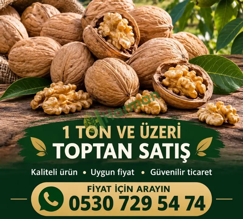 Satılık Toptan Yeni Mahsül Jumbo Boy Cetnır Ceviz - 5