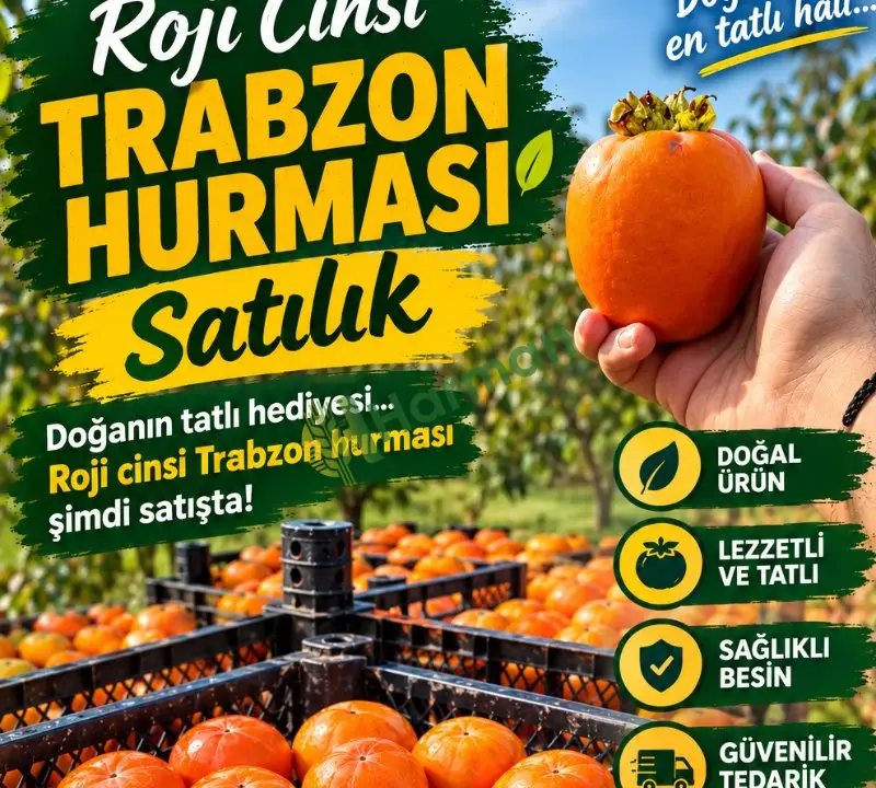 Satılık Trabzon hurması