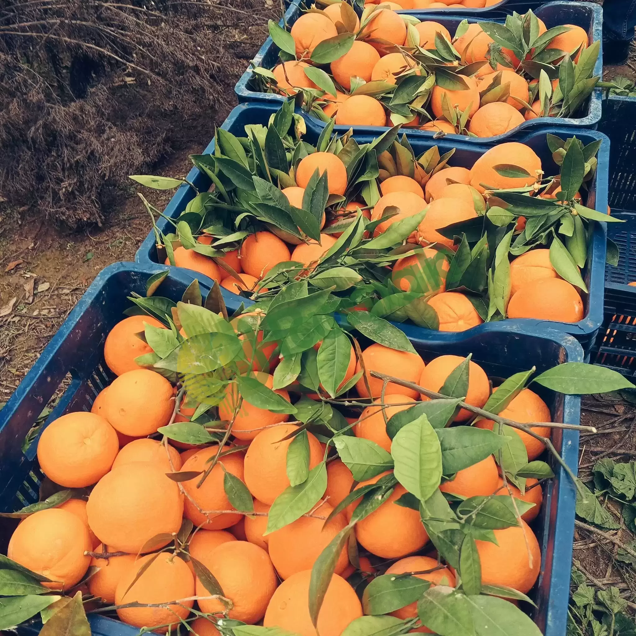 Satılık üreticiden portakal