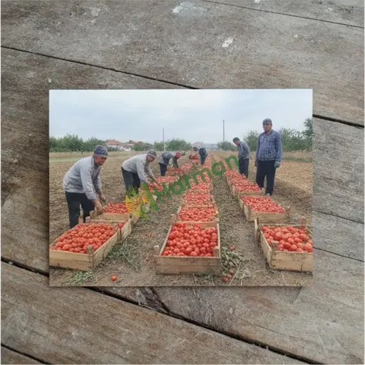 Şırnak Uludere · Satılık Ürün Toplama Hizmeti