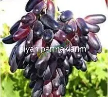 Satılık üzüm fidanı