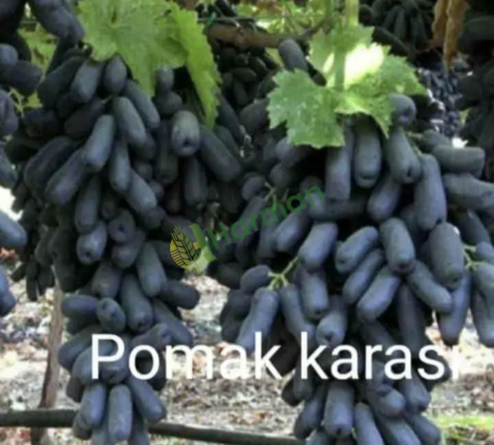 Satılık üzüm fidanı