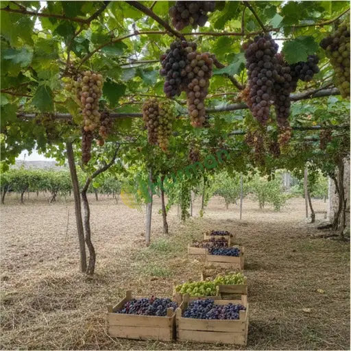 Yalova Çınarcık üzüm satılır