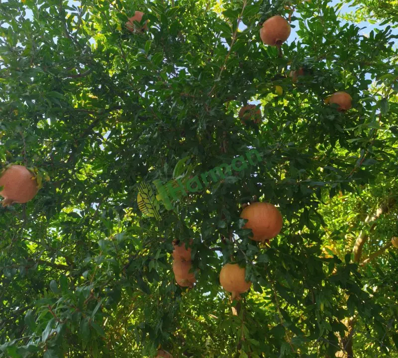 Satılık Wanderful ihracatlık nar