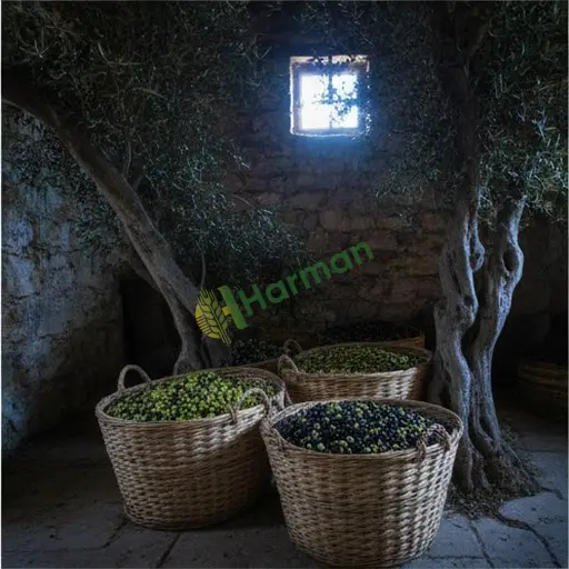 Yozgat Boğazlıyan'da yağlık zeytin satılık