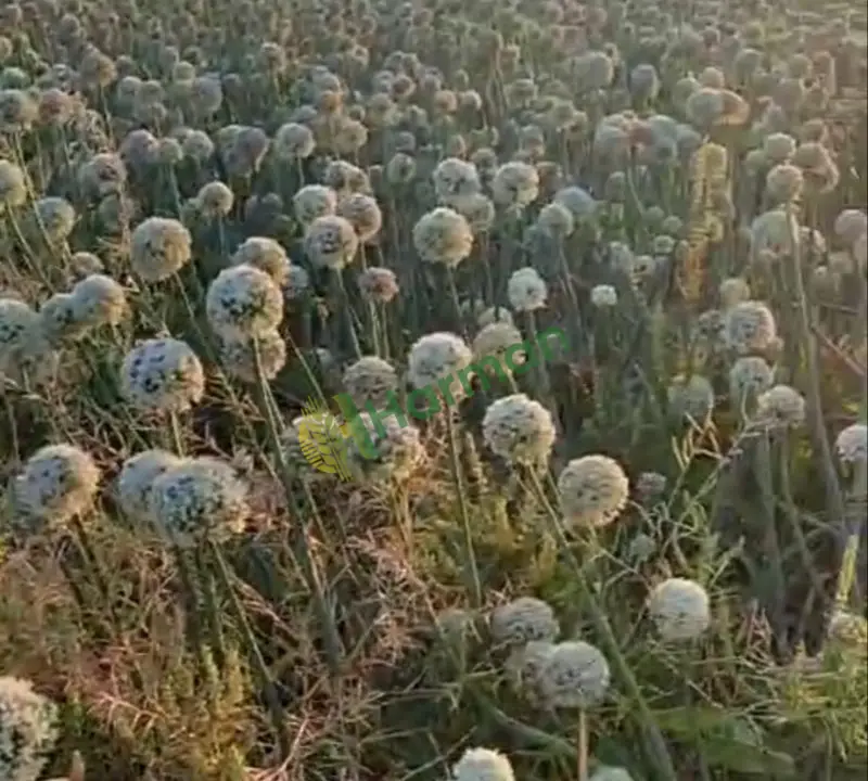 SATILIK YALOVA 12 ARPACIK SOĞAN TOHUMU