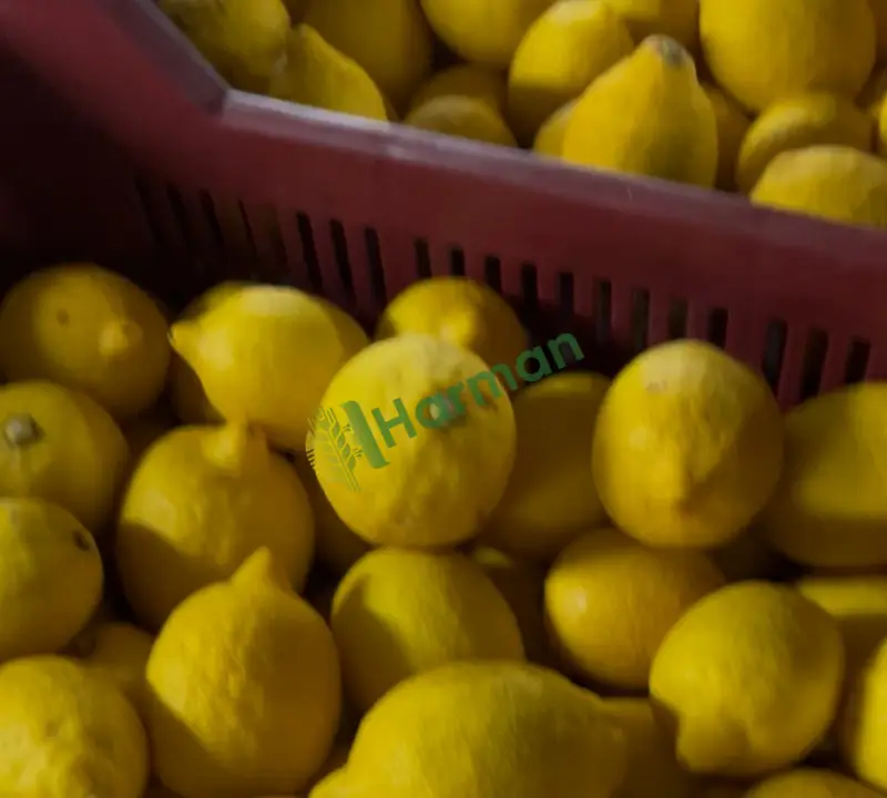 Satılık yatak Mersin Erdemli limonu
