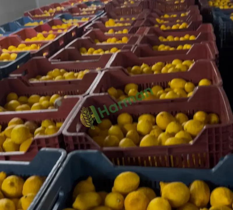 Satılık yatak Mersin Erdemli limonu