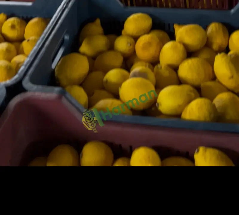Satılık yatak Mersin Erdemli limonu