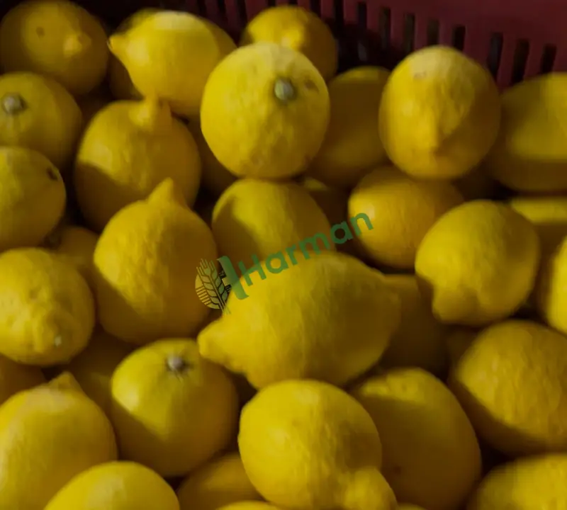 Satılık yatak Mersin Erdemli limonu