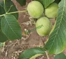 Satılık yeni mahsül ceviz-Burdur