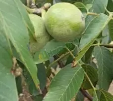 Satılık yeni mahsül ceviz-Burdur