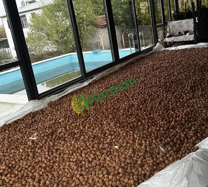 Satılık yeni mahsul önce kabuk ceviz Maraş 18 ceviZ