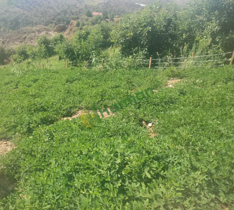 SATILIK YER FISTIĞI