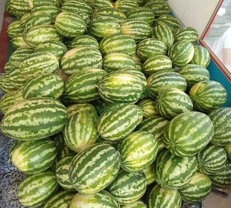 Satılık Yerli Taze Karpuz