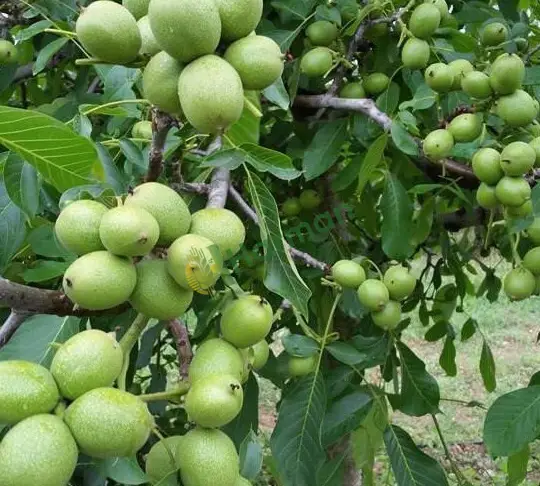 Satılık Yeşil Ceviz - 2