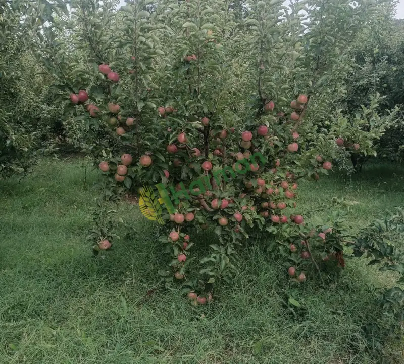 Satılık yeşil elma