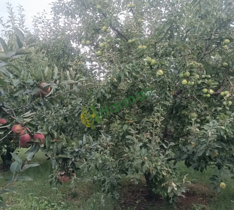 Satılık yeşil elma