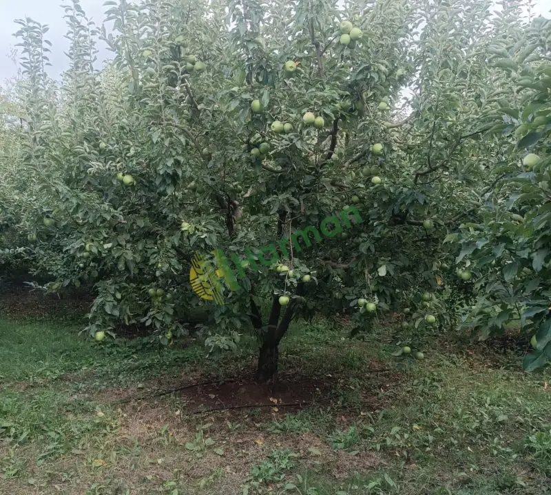 Satılık yeşil elma