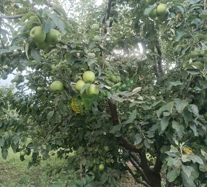 Satılık yeşil elma