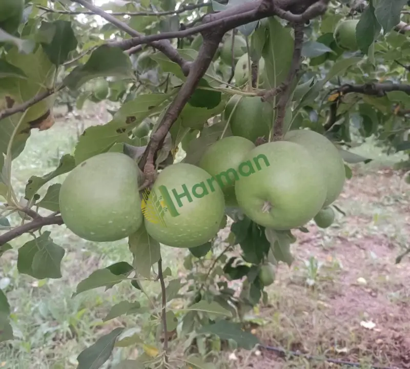 Satılık yeşil elma