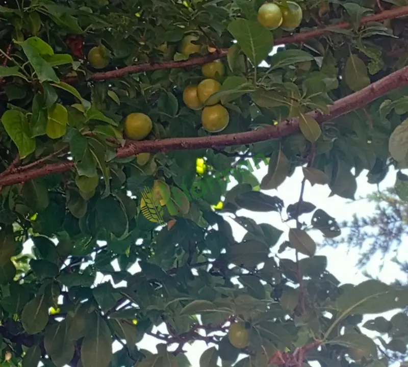 Satılık yeşil erik