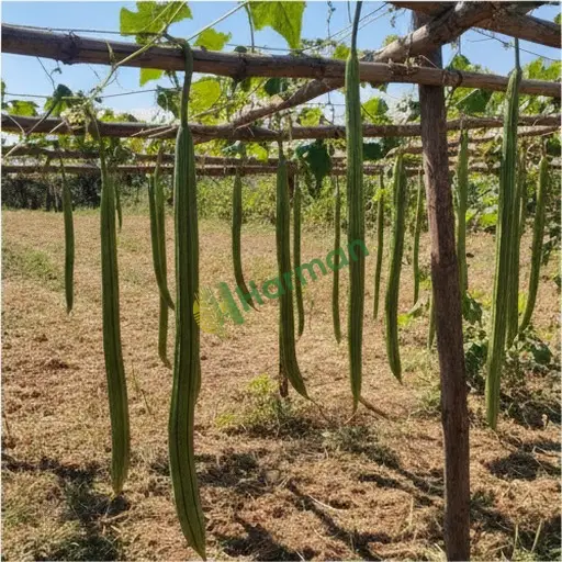 Rize Güneysu yılan kabağı satılık