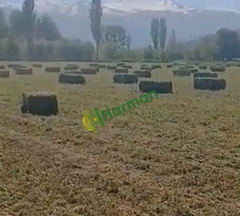 SATILIK YONCA BALYASI